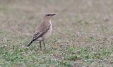 Tapuit (Northern Wheatear)