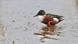 Slobeend (Northern Shoveler)