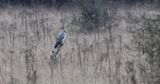 Blauwe Kiekendief (Hen Harrier)