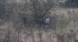 Blauwe Kiekendief (Hen Harrier)