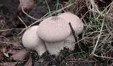 Parelstuifzwam (Lycoperdon perlatum)