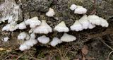 Waaiertje (Schizophyllum commune)
