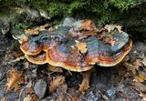 Roodgerande houtzwam (Fomitopsis pinicola)