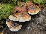 Roodgerande houtzwam (Fomitopsis pinicola)