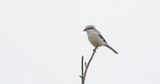 Klapekster (Great Grey Shrike)