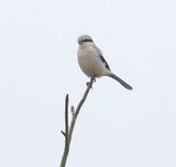 Klapekster (Great Grey Shrike)