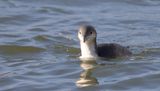 Parelduiker (Black-throated Diver)