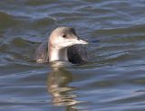 Parelduiker (Black-throated Diver)
