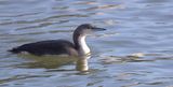 Parelduiker (Black-throated Diver)