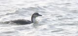 Parelduiker (Black-throated Diver)