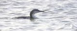 Parelduiker (Black-throated Diver)
