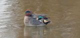 Wintertaling (Eurasian Teal)