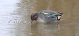 Wintertaling (Eurasian Teal)