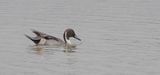 Pijlstaart (Northern Pintail)