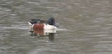 Slobeend (Northern Shoveler)