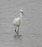 Kleine Zilverreiger (Little Egret)
