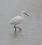 Kleine Zilverreiger (Little Egret)