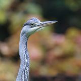 Blauwe Reiger (Grey Heron)