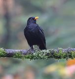 Merel (Common Blackbird)