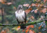 Buizerd (Common Buzzard)