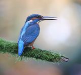 IJsvogel (Common Kingfisher)