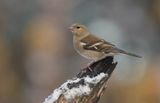 Vink (Common Chaffinch)