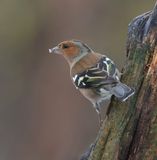 Vink (Common Chaffinch)