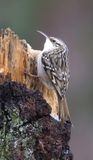 Boomkruiper (Short-toed Treecreeper)