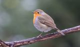 Roodborst (European Robin)