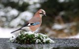 Gaai (Eurasian Jay)