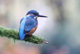 IJsvogel (Common Kingfisher)