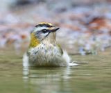 Vuurgoudhaan (Common Firecrest)