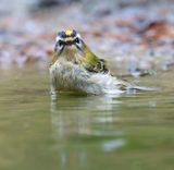 Vuurgoudhaan (Common Firecrest)