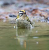 Vuurgoudhaan (Common Firecrest)