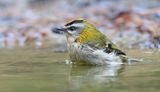 Vuurgoudhaan (Common Firecrest)
