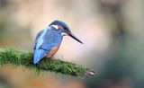 IJsvogel (Common Kingfisher)