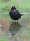 Merel (Common Blackbird)