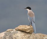 Blauwe Ekster (Iberian Magpie)