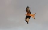 Rode Wouw (Red Kite)