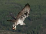 Havikarend (Bonellis Eagle)