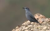 Blauwe Rotslijster (Blue Rock Thrush)