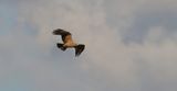Spaanse Keizerarend (Spanish Imperial Eagle)