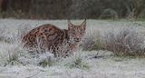 Pardellynx (Iberian Lynx)