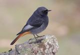 Zwarte Roodstaart (Black Redstart)