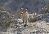 Spaanse- of Iberische Steenbok (Iberian Ibex)