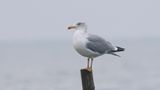 Geelpootmeeuw (Yellow-legged Gull)