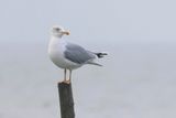 Geelpootmeeuw (Yellow-legged Gull)