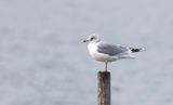 Stormmeeuw (Mew Gull)