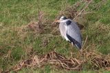 Blauwe Reiger (Grey Heron)