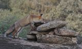 Vos (Red Fox)